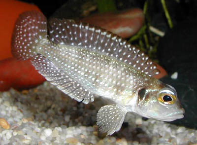 Lamprologus stappersi